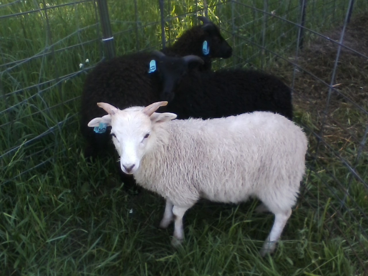 Shaltz Farm B50 Ragnar